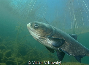 A bizarre  freshwater fish which feeds by filtering plank... by Viktor Vrbovský 